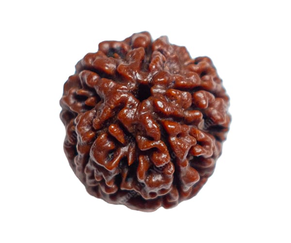 100% Natural Nepali 5 Mukhi Rudraksha