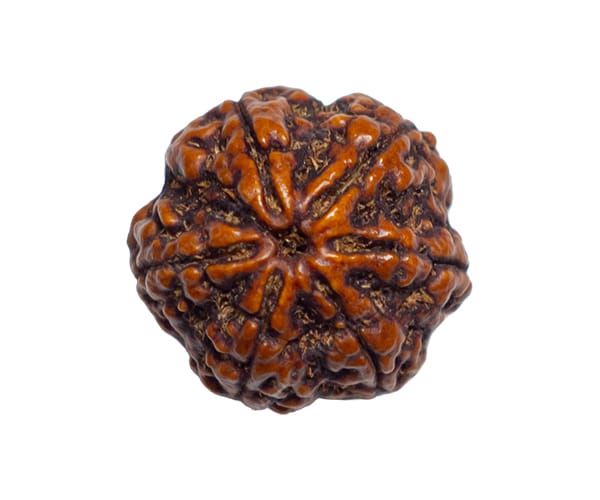 100% Natural Nepali 6 Mukhi Rudraksha