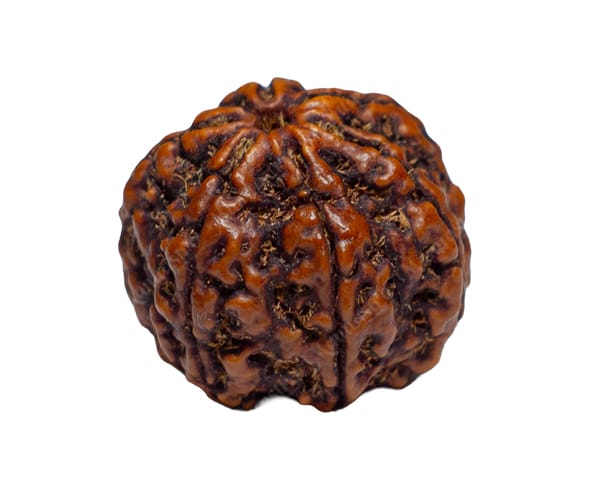 100% Natural Nepali 6 Mukhi Rudraksha