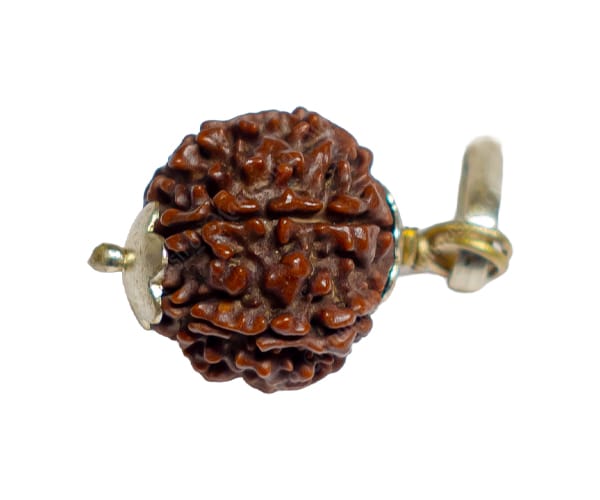 100% Natural Nepali 7 Mukhi Rudraksha