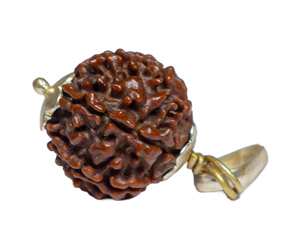 100% Natural Nepali 7 Mukhi Rudraksha