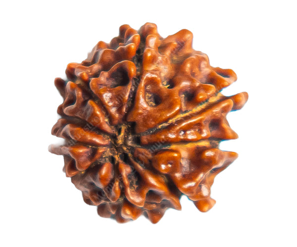 100% Natural Nepali 9 Mukhi Rudraksha