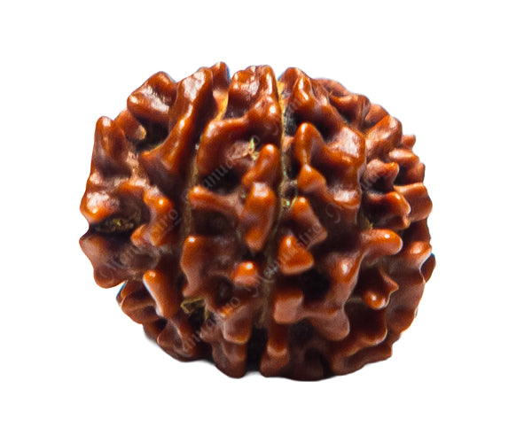 100% Natural Nepali 9 Mukhi Rudraksha