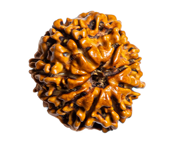 100% Natural Nepali 9 Mukhi Rudraksha