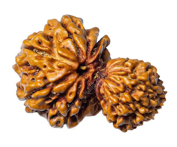 100% Natural Nepali Garbh Gauri Ganesh Rudraksha