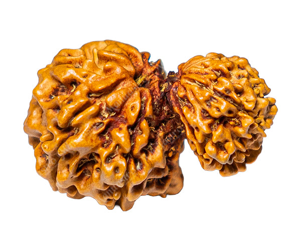 100% Natural Nepali Garbh Gauri Ganesh Rudraksha