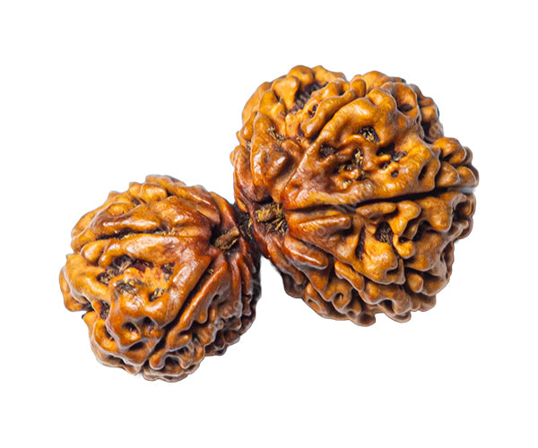 100% Natural Nepali Garbh Gauri Rudraksha