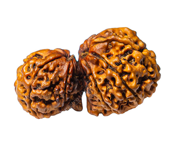 100% Natural Nepali Garbh Gauri Rudraksha