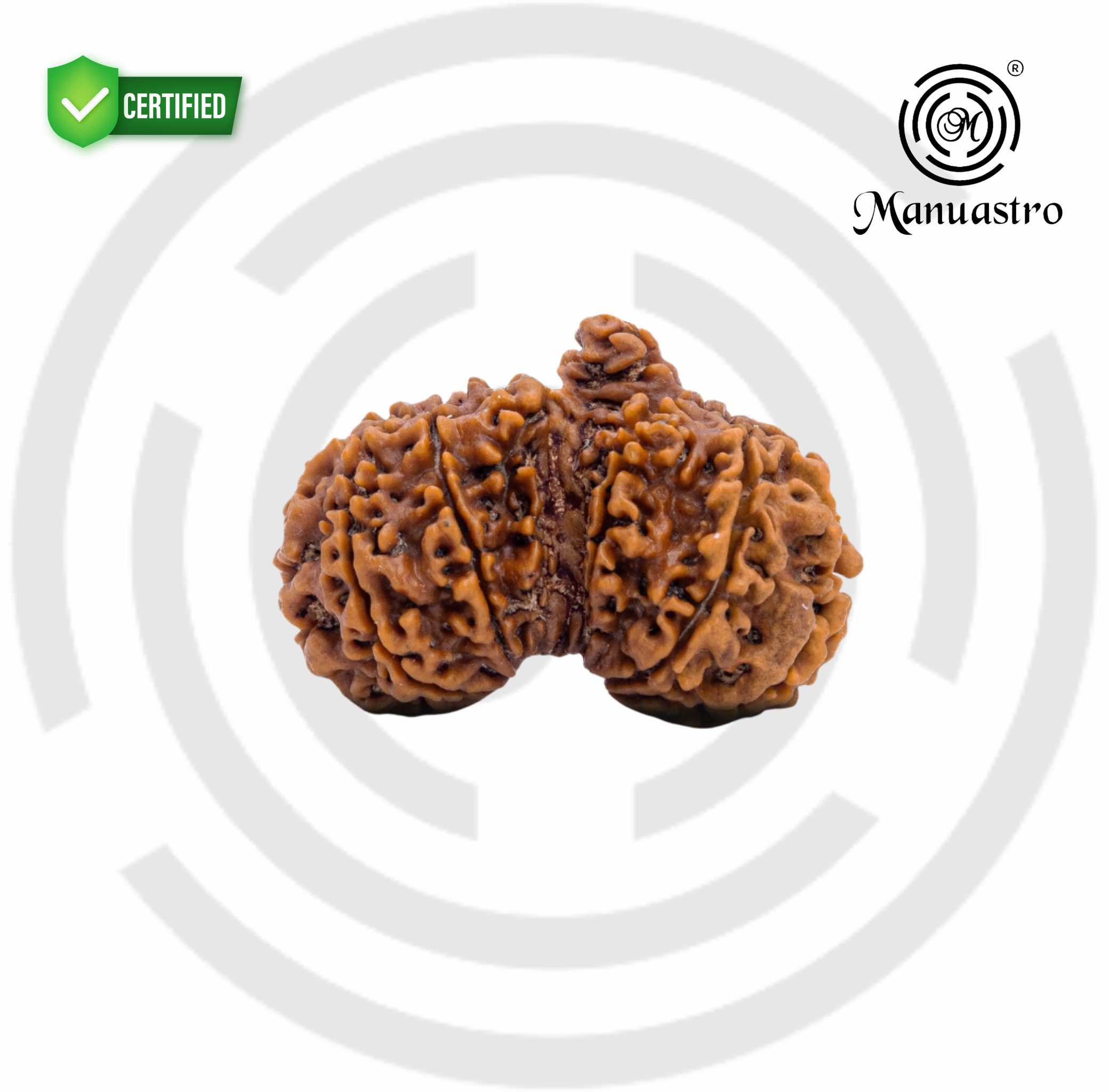 Natural Gauri Shankar Ganesh Rudraksha (2.25 Gram)
