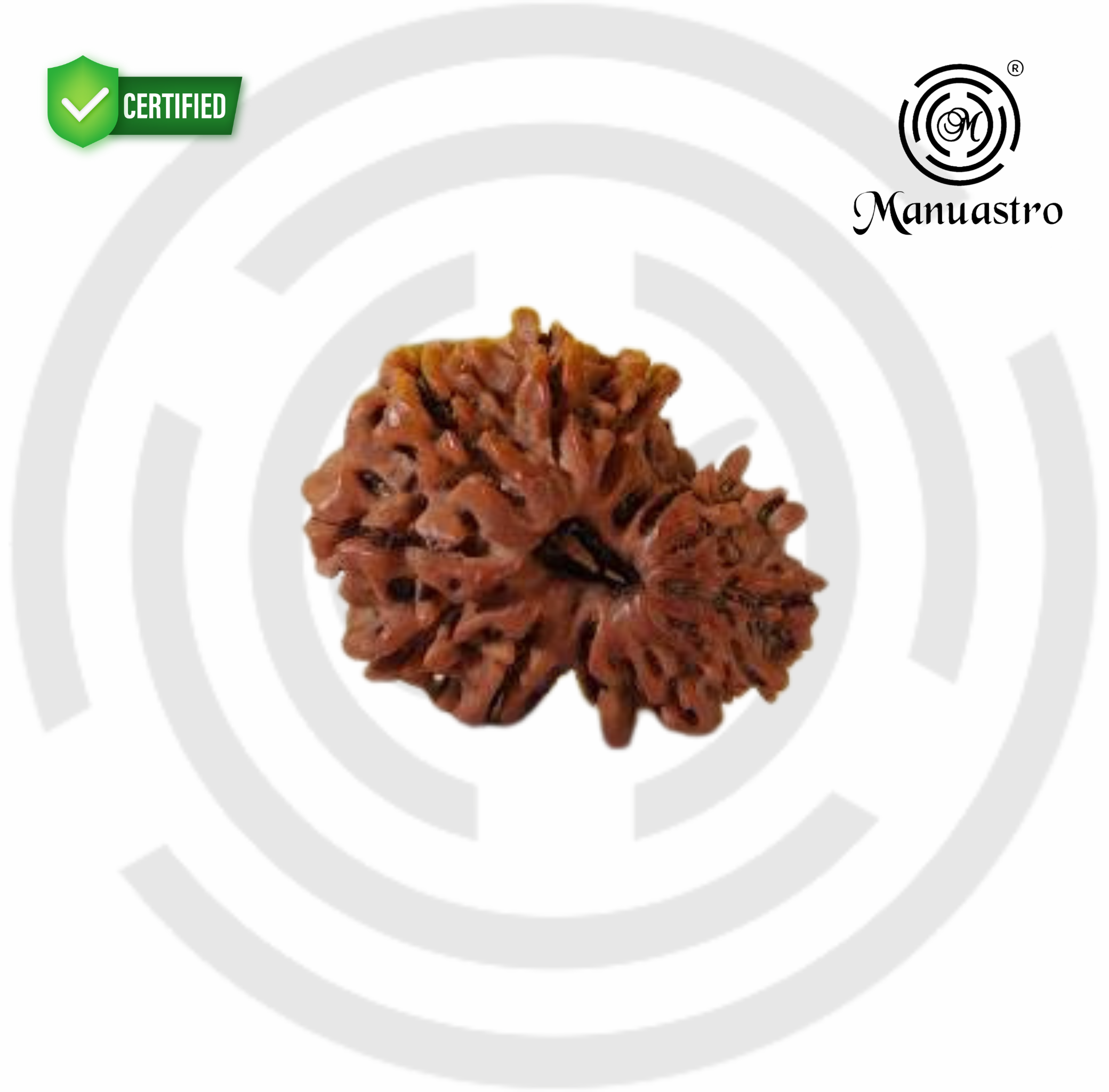 100% Natural Nepali Garbh Gauri Rudraksha (2.53Gram)